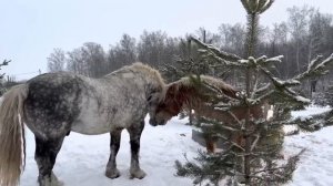 Драка жеребцов тяжеловозов!!! ПЕРШЕРОН 7.5 лет и БРАБАНСОН 2.5 года