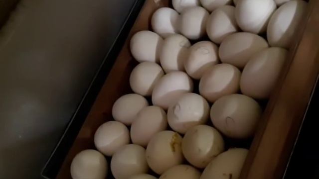 Мускусные утята из Франции//Мои цветочные новинки! смотреть онлайн