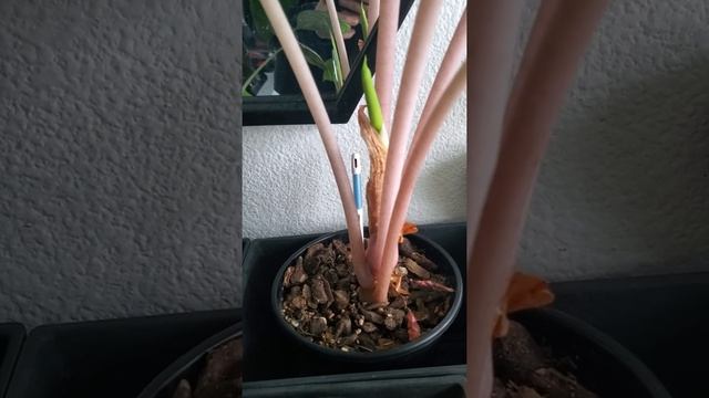 Alocasia Morocco Flower! смотреть онлайн