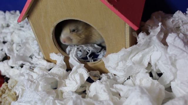 Карамелька болеет смотреть онлайн