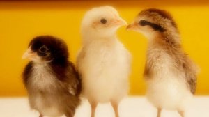 Туш табири - Тушда жужа куриш