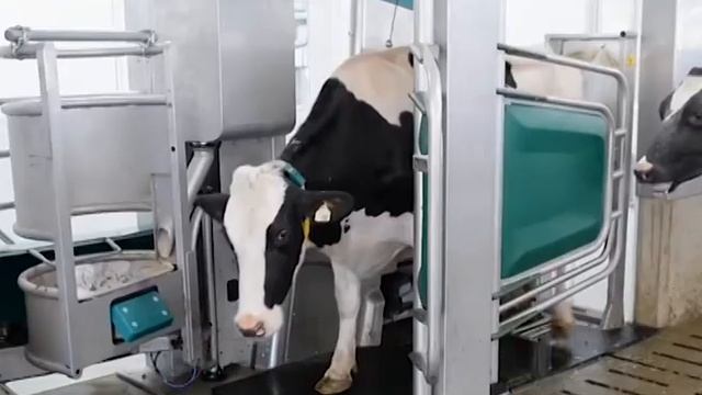 GEA на выставке Агроферма 2018 смотреть онлайн