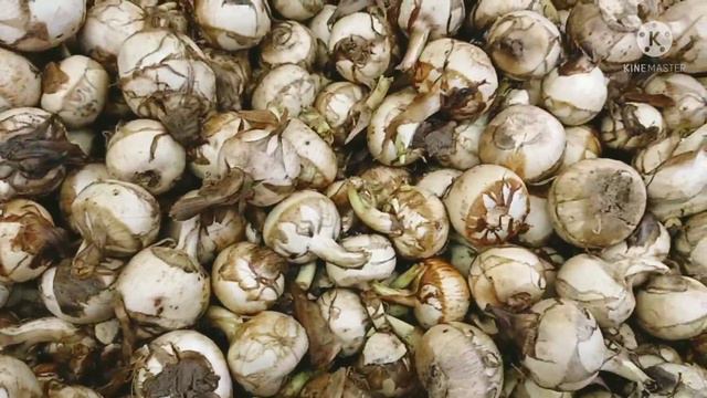 ARROW HEAD MASAK APA YANG SEDAP? смотреть онлайн