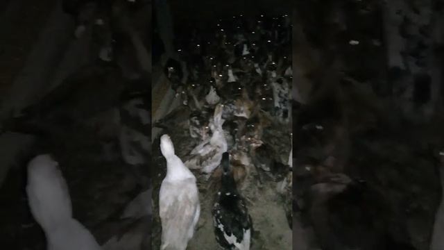 Индоутки красный бык. смотреть онлайн