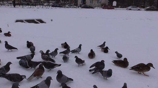 Речка Дачная в Санкт-Петербурге, пр. Ветеранов. Утки. смотреть онлайн