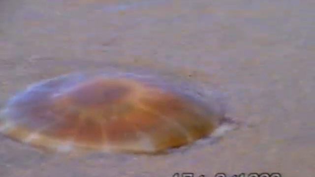 17 08 1996 г МОРЕ ДАЧИ смотреть онлайн