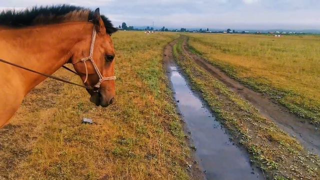 От края до края села. Встреча с косулей, конём, и насекомыми. Насыщенное утро. (12.07.2024)