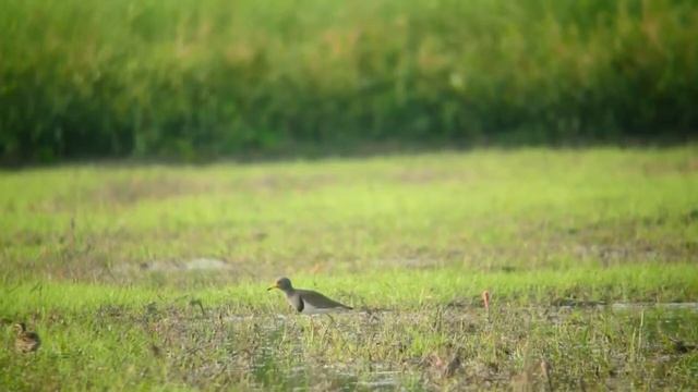 Grey-headed Lapwing (Vanellus cinereus) смотреть онлайн