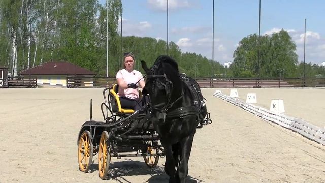 Основы дрессажа. Тренируем прямолинейность и сгибание. Спортивный конный драйвинг. смотреть онлайн