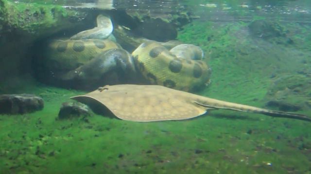 Prague. ZOO. Зоопарк в Праге. Чехия смотреть онлайн