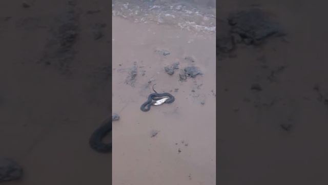 Гадюка на Сарпинском