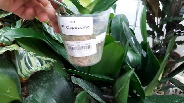 Азиатская орхидея для вас, не всё же мне, да мне.Мечты должны сбываться.