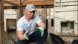 Куры Доминанты.Заведу ли   еще раз ?