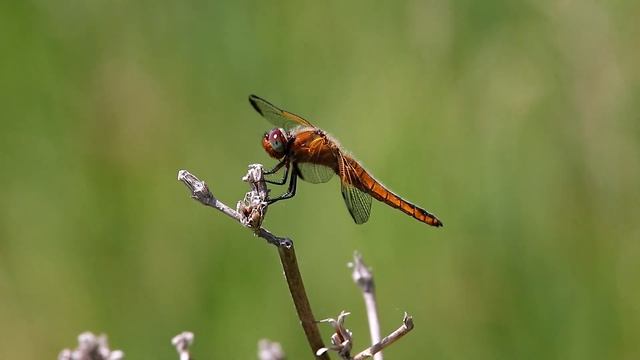 Стрекозы рыжие. Libellula fulva. Насекомые Беларуси. смотреть онлайн