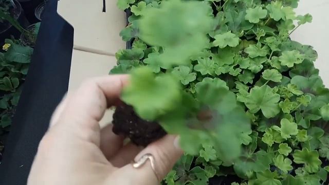 Рассада, февраль 2021: вербена, диасция, сурфиния, георгина, биденс, гвоздика, пеларгония. смотреть онлайн