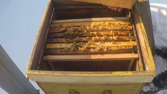 Зимовка пчел в лютые морозы Пчеловодство зимой смотреть онлайн
