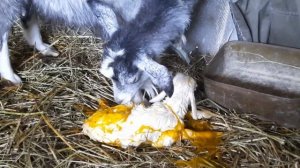 Ура у нас пополнение!!!|| Окот козы первокотки