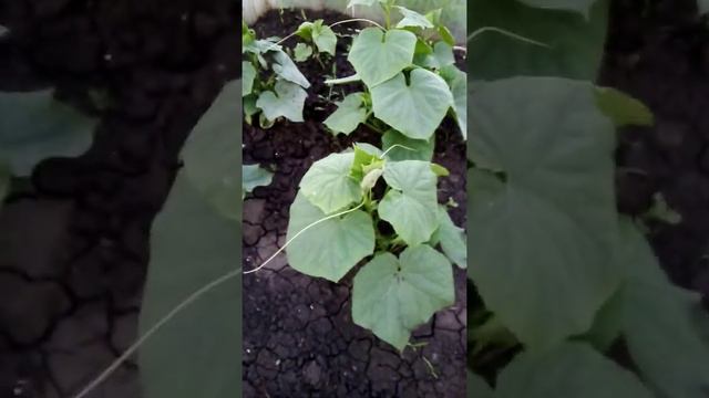 Калина В Цвету,Что у меня распустилось🌸🌸😏 смотреть онлайн