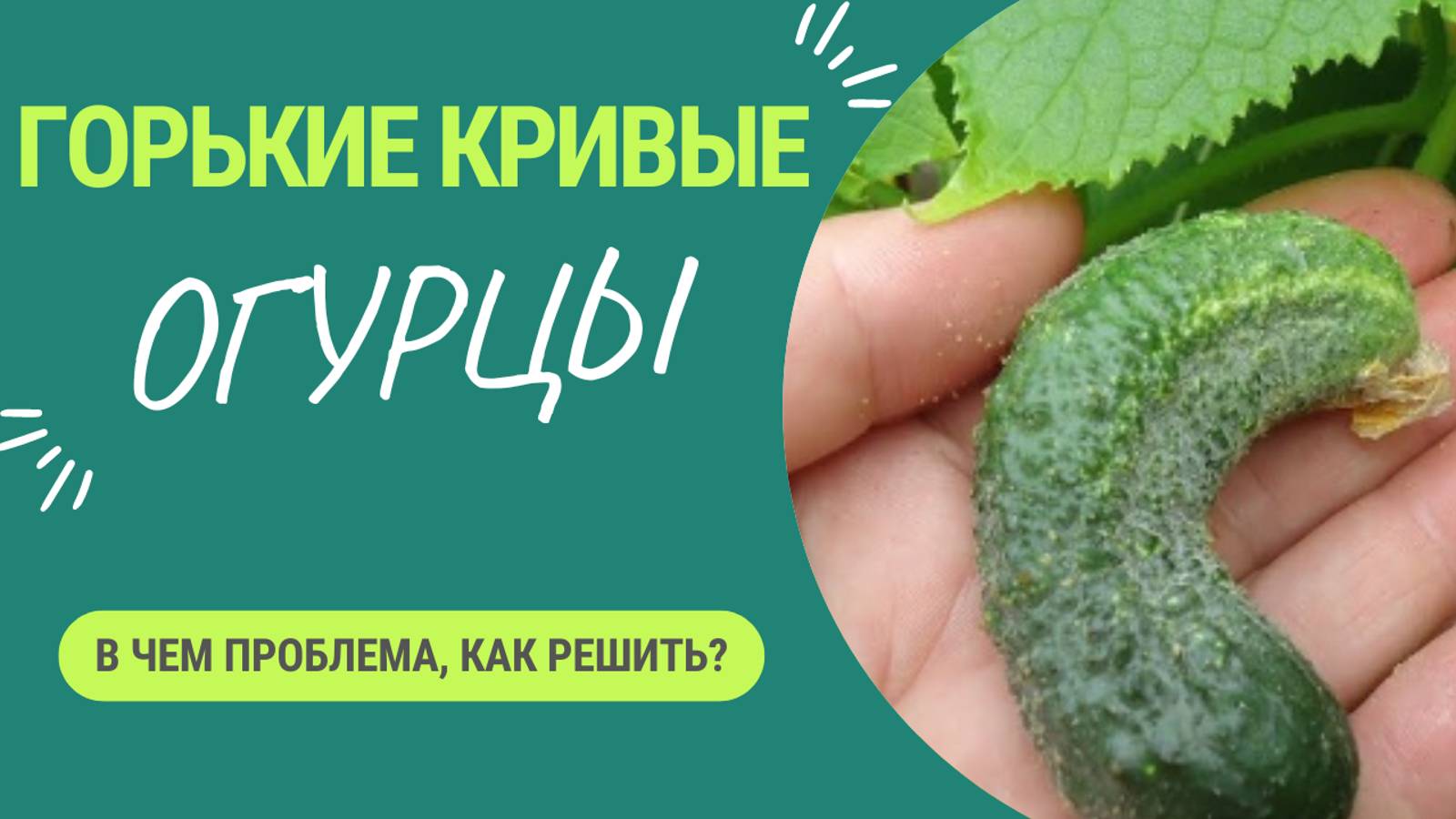 Огурцы не вяжутся, кривые, горькие? - ПРОБЛЕМА В ЭТОМ! Как решить? смотреть онлайн