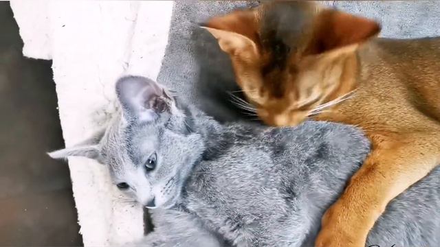 Abessinier Und Russisch Blau Katzen-Mädels. 😻Абиссинская и Русская голубая кошечки-девочки.