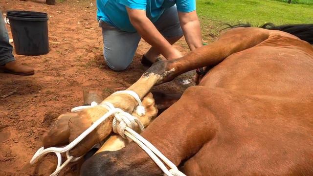 CASTRAÇÃO DE CAVALO смотреть онлайн
