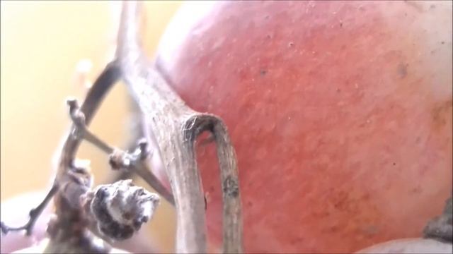 AF PROD - test JVC GZ-E15 смотреть онлайн