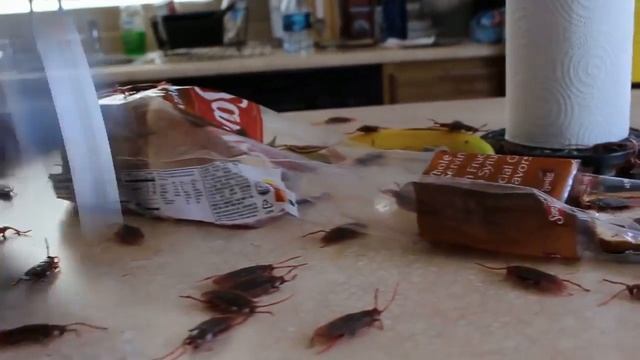 Тараканы смотреть онлайн