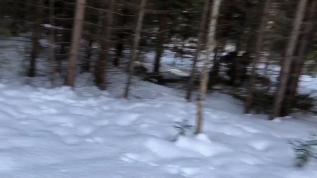 Snow mobile Logging with help from Husqvarna 550 Yamaha Viking for next years fire wood смотреть онлайн