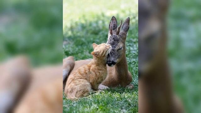 Дружба крепкая не сломается и не расклеится смотреть онлайн