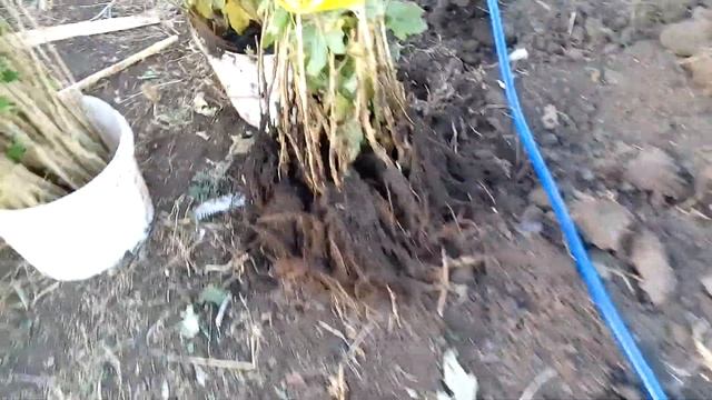 Саженцы черной смородины Тибен .Бен Конан. Галактика. Ориана смотреть онлайн