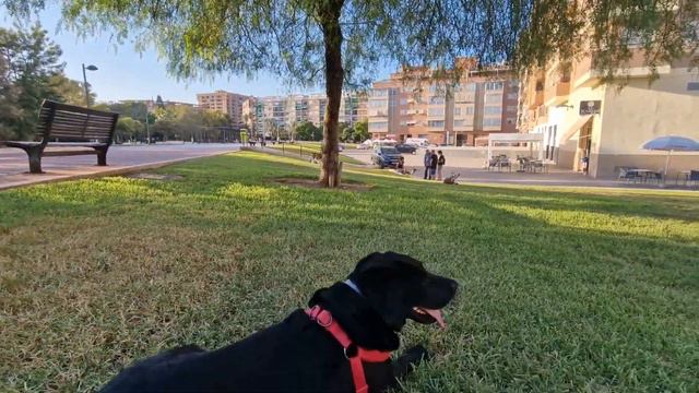 +48 на улице Лабрадор плохо переносит жару #лабрадор #лабрадорретривер #cachorro #labrador #lab