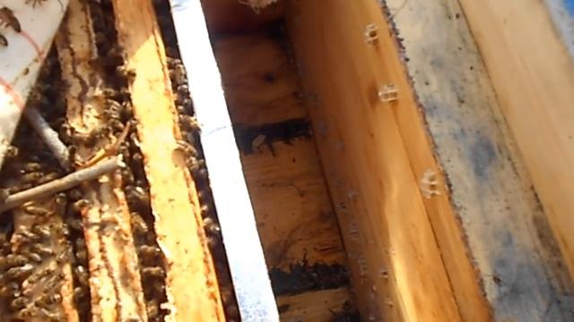 Пчеловодство в сугробах , Урал , откапываем пчёл , ДЕНЬ ПЕРВЫЙ . смотреть онлайн