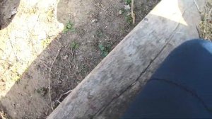 Вьетнамские поросята. Покупаем. Жизнь за городом