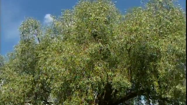 Үтәк авылында шәҗәрә смотреть онлайн
