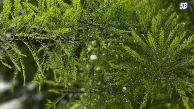 Італія Мілан замок Сфорца парк Семпіоне #італія #мілан #парксемпіоне #замоксфорца #світнавколомене смотреть онлайн