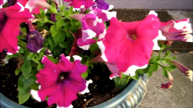 🌹❀☀︎My beautiful flower gardens on the first full day of summer in the golden hour☀︎❀🌹 смотреть онлайн