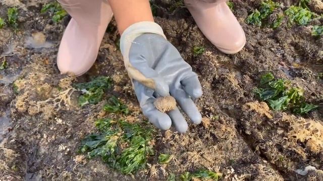 【English sub】小章赶海浑水摸鱼抓大货！海货抓不停，还发现了满礁石的海蛎子！【赶海小章】 смотреть онлайн