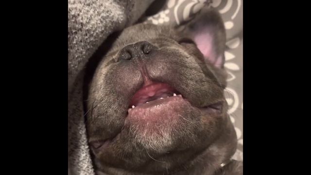 CUTE & FUNNY French bulldog PUPPIES Fails Compilation#3 TRY NOT TO LAUGH Французский бульдог прикол смотреть онлайн