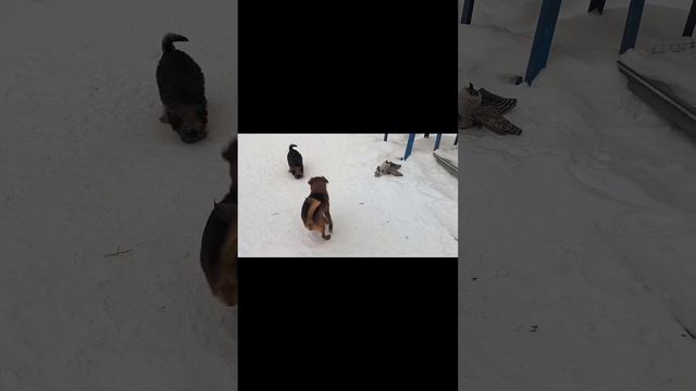 #зима #собаки #щенки Брюсельский #гриффон 2,5 месяца и пти брабансон 10 месяцев.