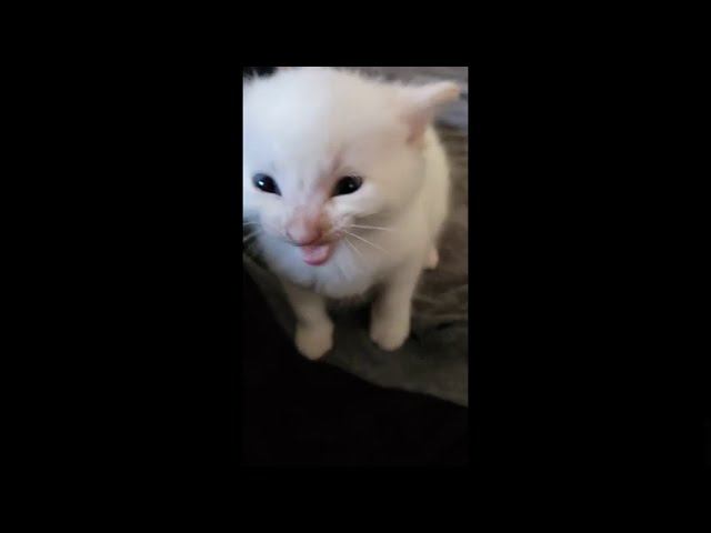 Hi, Herbert смотреть онлайн