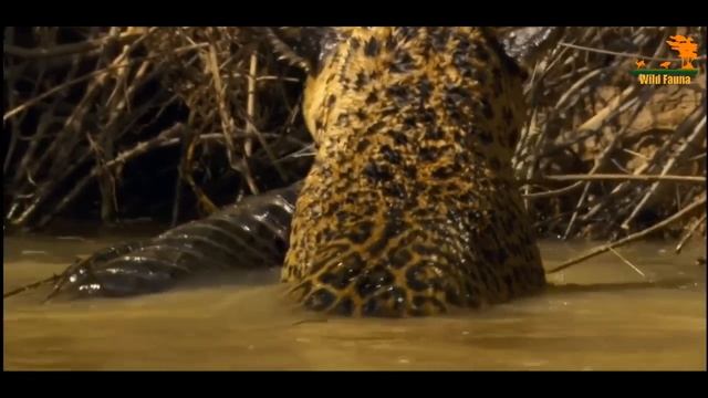 Wild Fauna / Охота больших кошек / Top Cats / Лучшие кошки смотреть онлайн