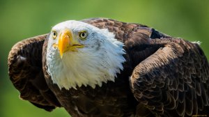 Хищные птицы.mp4