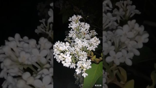 Клип "Ночь. Луна. Сирень." смотреть онлайн