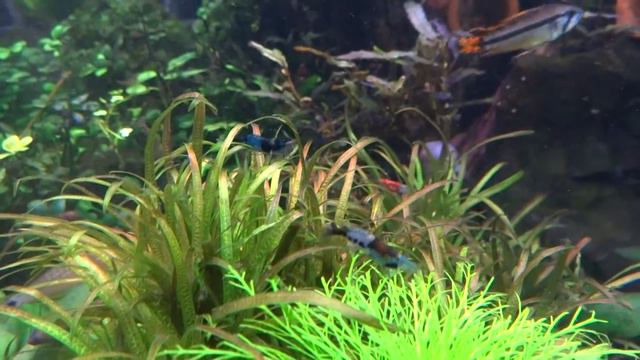 Креветка Голубая Рили Blue Rili Shrimp смотреть онлайн