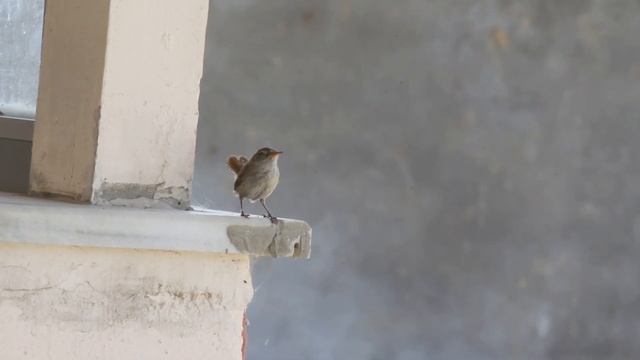 Çitkuşu - Eurasian Wren - Troglodytes troglodytes смотреть онлайн