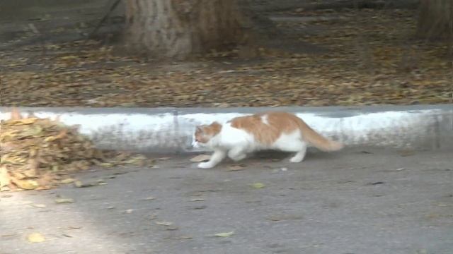 Рыжий котенок и осенние листья.A Red Kitten And Autumn Leaves.