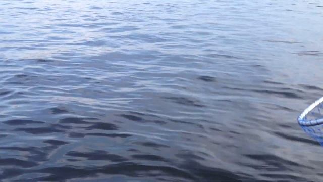 Судак в Волгограде смотреть онлайн