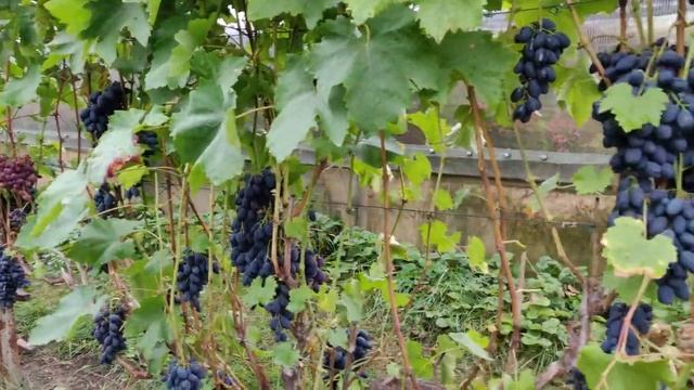 сентябрь 2022 Самара виноград 9 видов смотреть онлайн