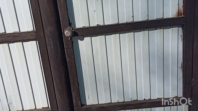 Как долго цветет орхидея. смотреть онлайн