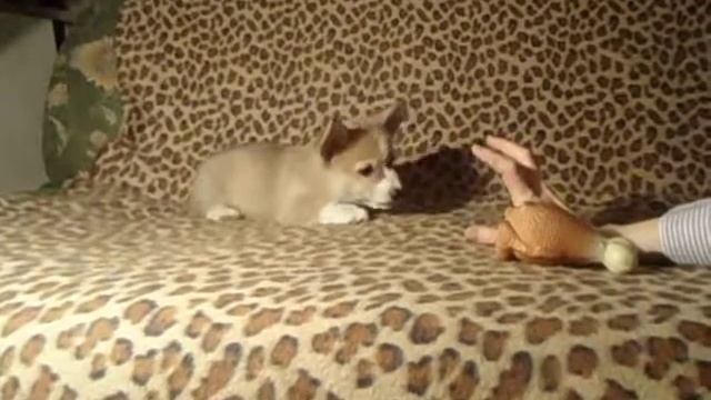 Эльфийский король из шервудского леса смотреть онлайн